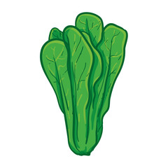 Mustard Greens Hand Drawing Vector Illustration