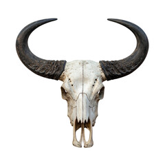 Bovine skull, white and weathered, with large curved horns, against a dark background