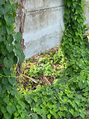 old cement fence in the forest