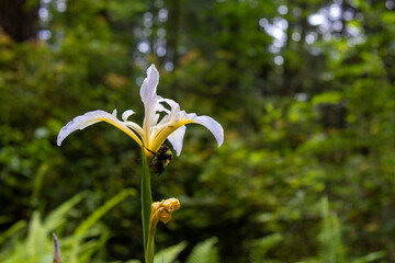Bee on Douglas Iris in Redwood National and State Parks