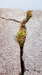 Modern Biophilic Office Design with Moss on Cracked Concrete Premium Authentic Green Renovation for Corporate Sustainability Marketing Campaigns