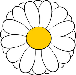 chamomile flower isolated