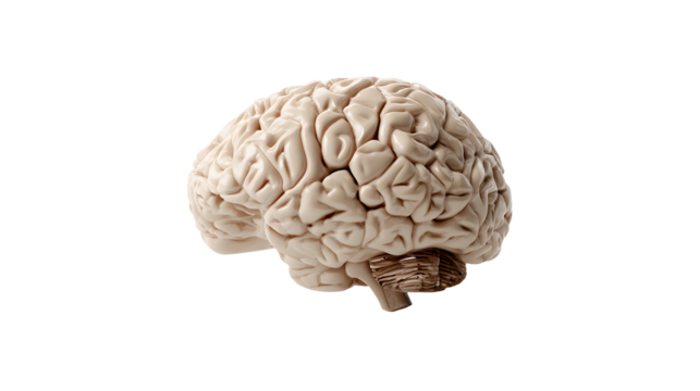 Anatomical model of a human brain on a transparent background view