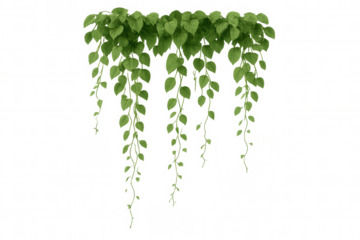 Green ivy vine plant creating hanging border with fresh growing leaves on transparent background