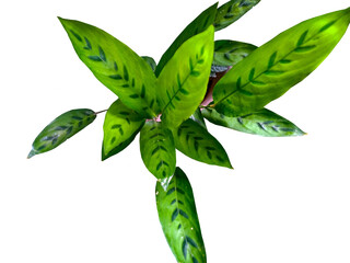Calathea leopardinatropical green leaves isolated on tranparent background