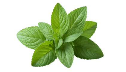 a green plant adorned with leaves, mint leaves isolated on a PNG backdrop, fresh mint leaves
