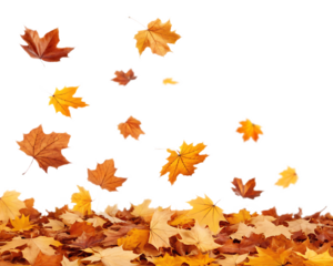 A view of falling maple leaves with a pile of leaves at the bottom against a black background scene view