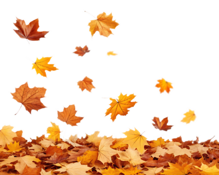 A view of falling maple leaves with a pile of leaves at the bottom against a black background scene view