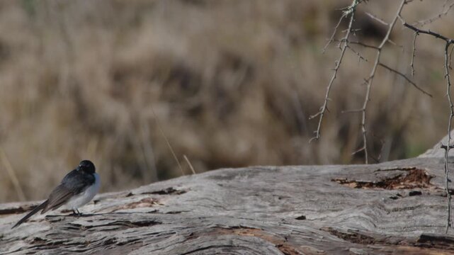 Willie Wagtail Perched on Fallen Log