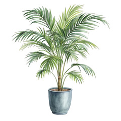 Fototapeta premium Watercolor indoor palm plant in a gray pot isolated on a transparent background tree