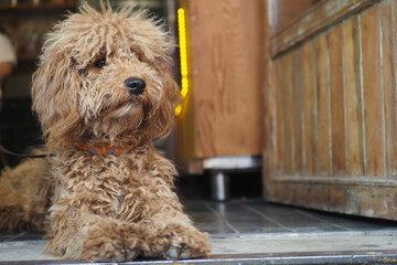 Dog resting at a cozy cafe entrance on a sunny day