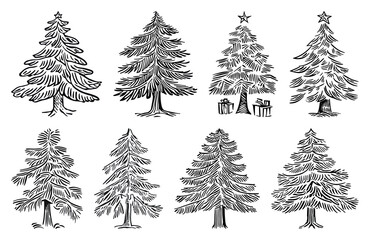 Obraz premium PNG Hand-drawn evergreen tree illustrations, element set on transparent background
