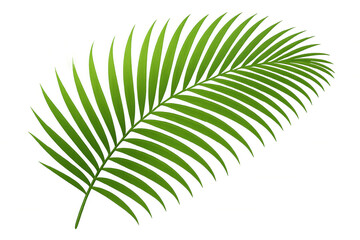 Obraz premium Green palm frond tropical plant leaf isolated on transparent background, summer nature foliage vector element
