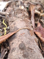 Close-up shot of a small ant crawling on a textured tree branch with fallen leaves.
