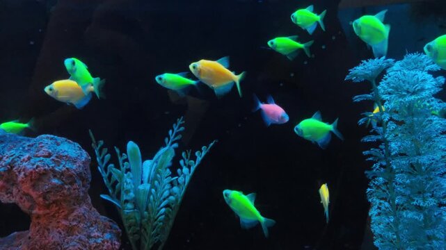 Glofish tetra neon colorful fish for sale in a fish tank at Pet Co