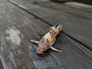 Small brown catfish with distinct whiskers and striped markings lying on a rustic wooden surface.