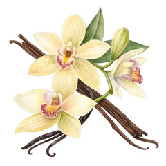 Watercolor Vanilla Flowers and Pods isolated on a transparent background orchid bloom
