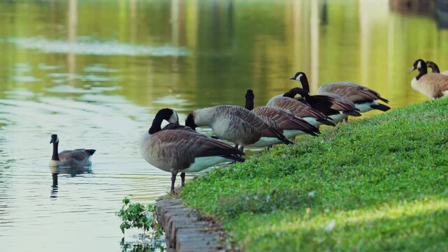 Wide view of geese at Turtle Creek in Highland Park, Texas