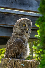 Owl