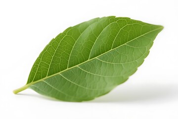 Obraz premium green leaf isolated on white