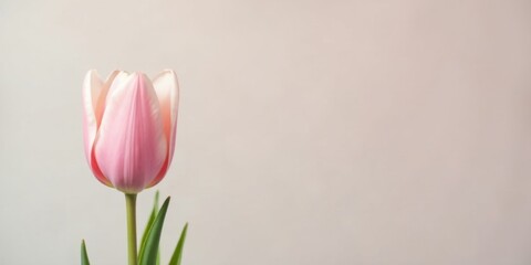 Fototapeta premium A single, delicate pink tulip blossom against a soft, neutral backdrop, a symbol of springtime elegance and simple beauty