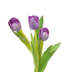 Colorful tulip flowers  isolated on white 