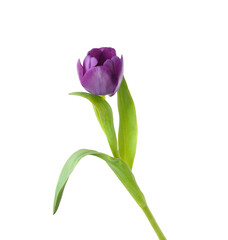 Colorful tulip flowers  isolated on white 
