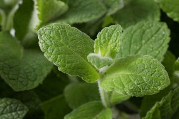 closeup of green mint leaves on white background