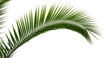 Obraz premium Palm leaf isolated on transparent background, a tropical nature concept
