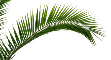 Palm leaf isolated on transparent background, a tropical nature concept