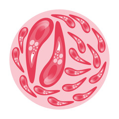 Toxoplasmosis Vector Illustration. Vector illustration depicting human immune cells, including macrophages and mast cells, showcasing the biology of the immune system and monocyte types in immunology