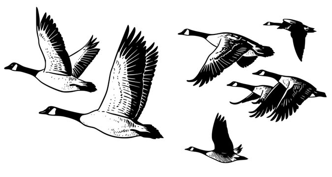 Flying Canada geese flock illustration. Line art of birds in flight with detailed wing feathers.