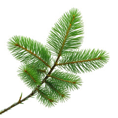 Close-up of vibrant green evergreen conifer branch against a black background