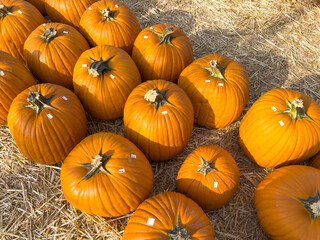 Large piles scattering of small pumpkins and gourds at a pumpkin patch in October for a Fall Festival