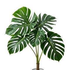 Lush Monstera deliciosa plant with large, green, split leaves