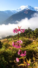 Pink flowers mountain view