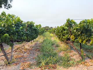 Naklejka premium Grape harvest. Vineyards with grapevine in the evening sun. Large bunches of grapes hang from an old vine. High quality photo