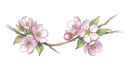 Blooming apple tree branch with pink and white flowers on a white background.