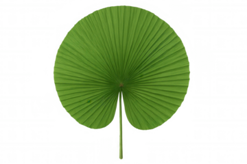 Green round fan palm leaf with radial pleats providing a fresh, natural, and exotic jungle element. Isolated with a transparent background