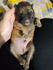 Newborn puppies with its eyes still closed