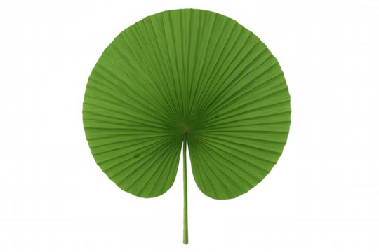 Green round fan palm leaf with radial pleats providing a fresh, natural, and exotic jungle element. Isolated with a transparent background