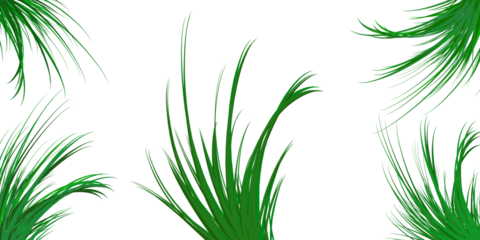 Green abstract grass strands isolated on transparent background