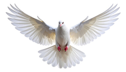  White dove flying with outstretched wings close up isolated on transparent background