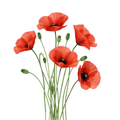 Naklejka premium Bunch of red poppies with buds on black background isolated on a transparent background