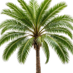 Lush, green palm tree with detailed leaves against black background