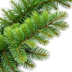 Obraz premium Close-up of vibrant green evergreen branches on a black background (2)