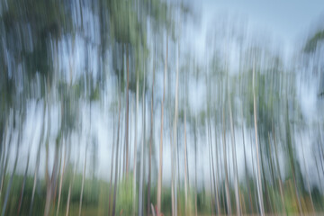 Impressionist background of eucalyptus trees growing along Rwandan rural highway