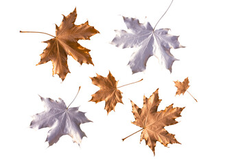 Autumn dry maple leaves isolated on white background