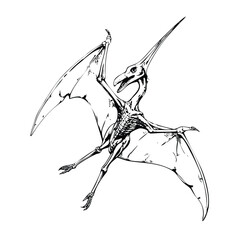 Monochrome Flying Reptile Anatomy with Skeletal Cutaway © revpy