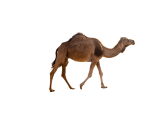 Camel Walking Across Desert Landscape isolated on transparent background cutout